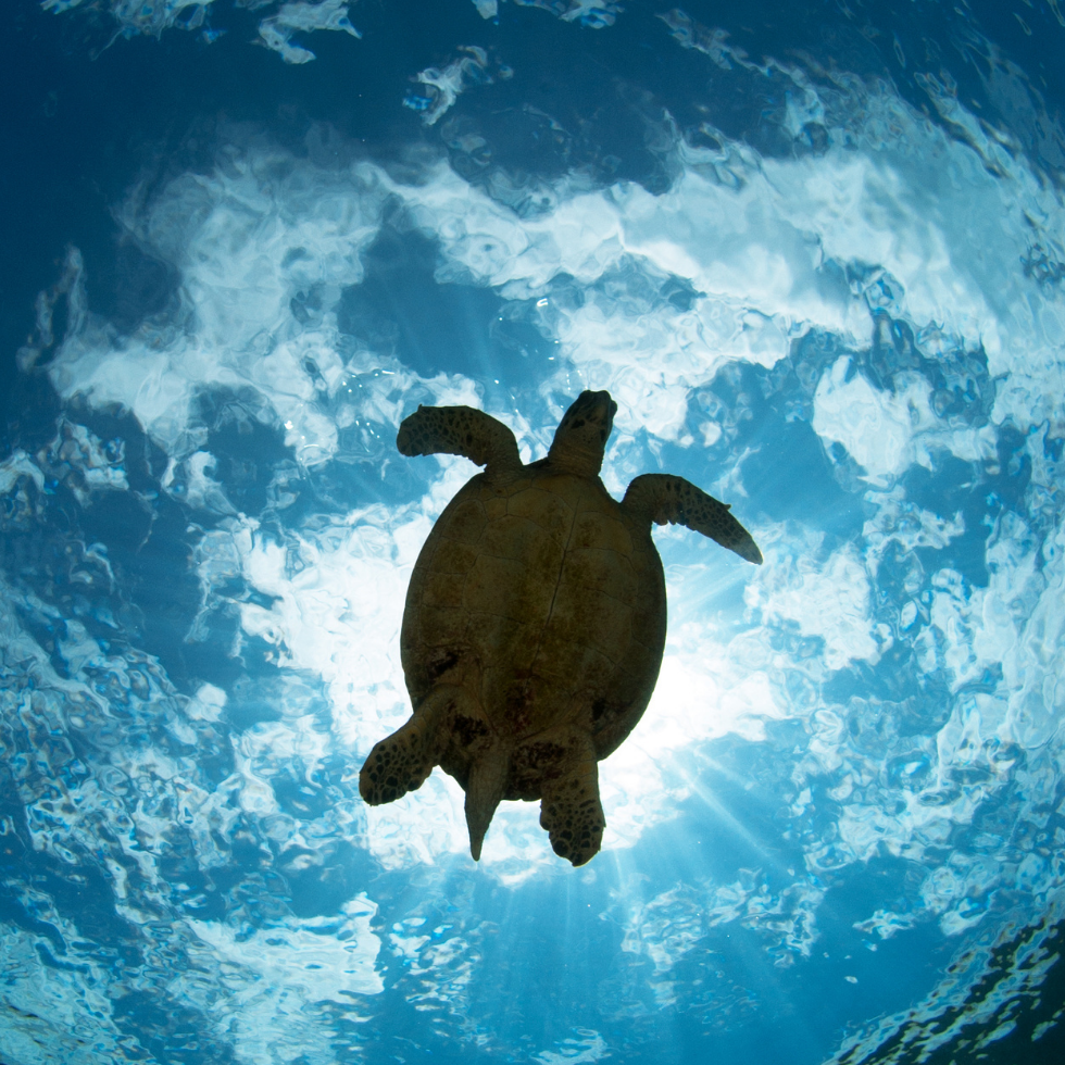 Our 2018 Environmental Goals