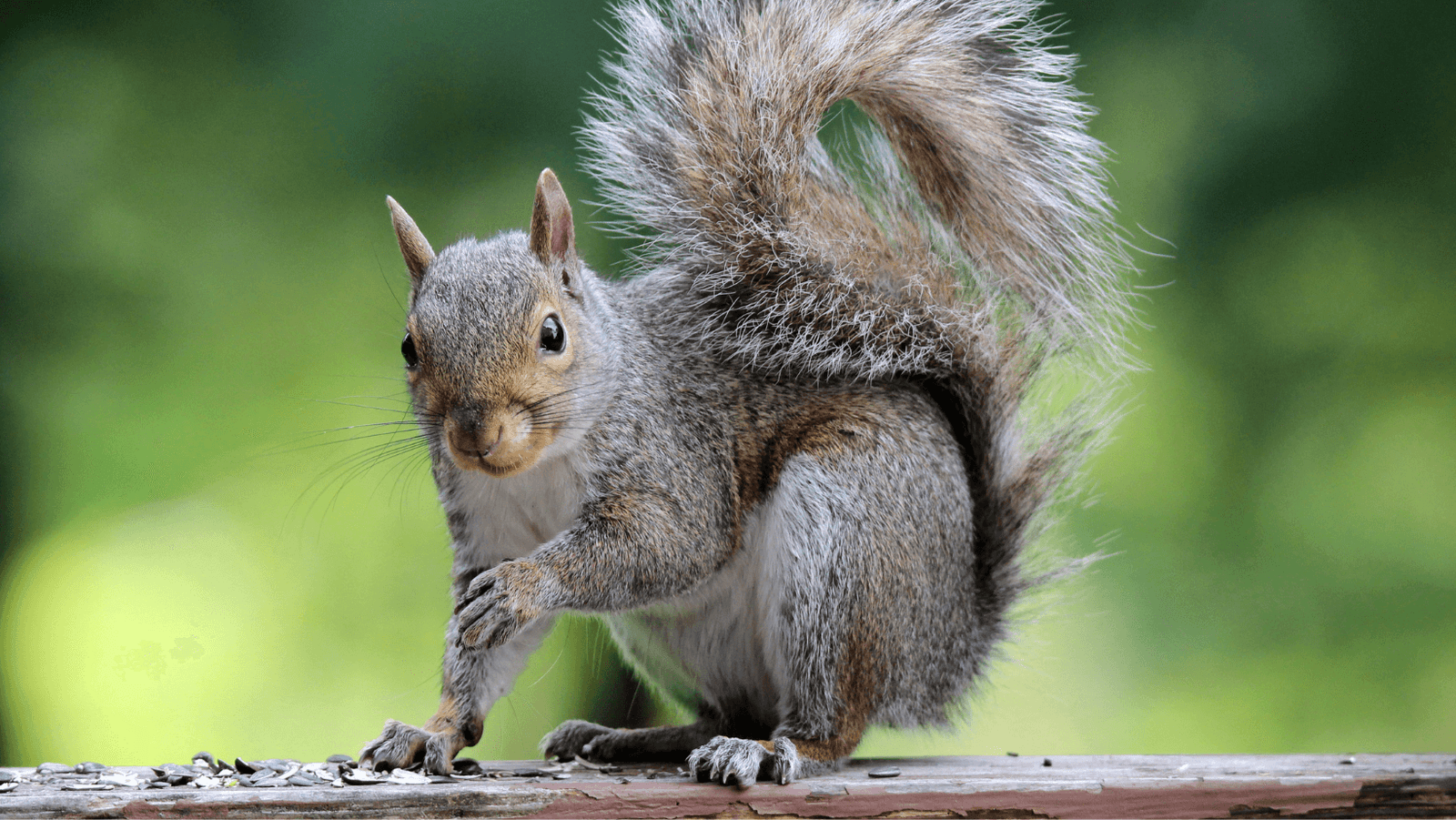 Squirrels. A sideline from coffee… sorta.