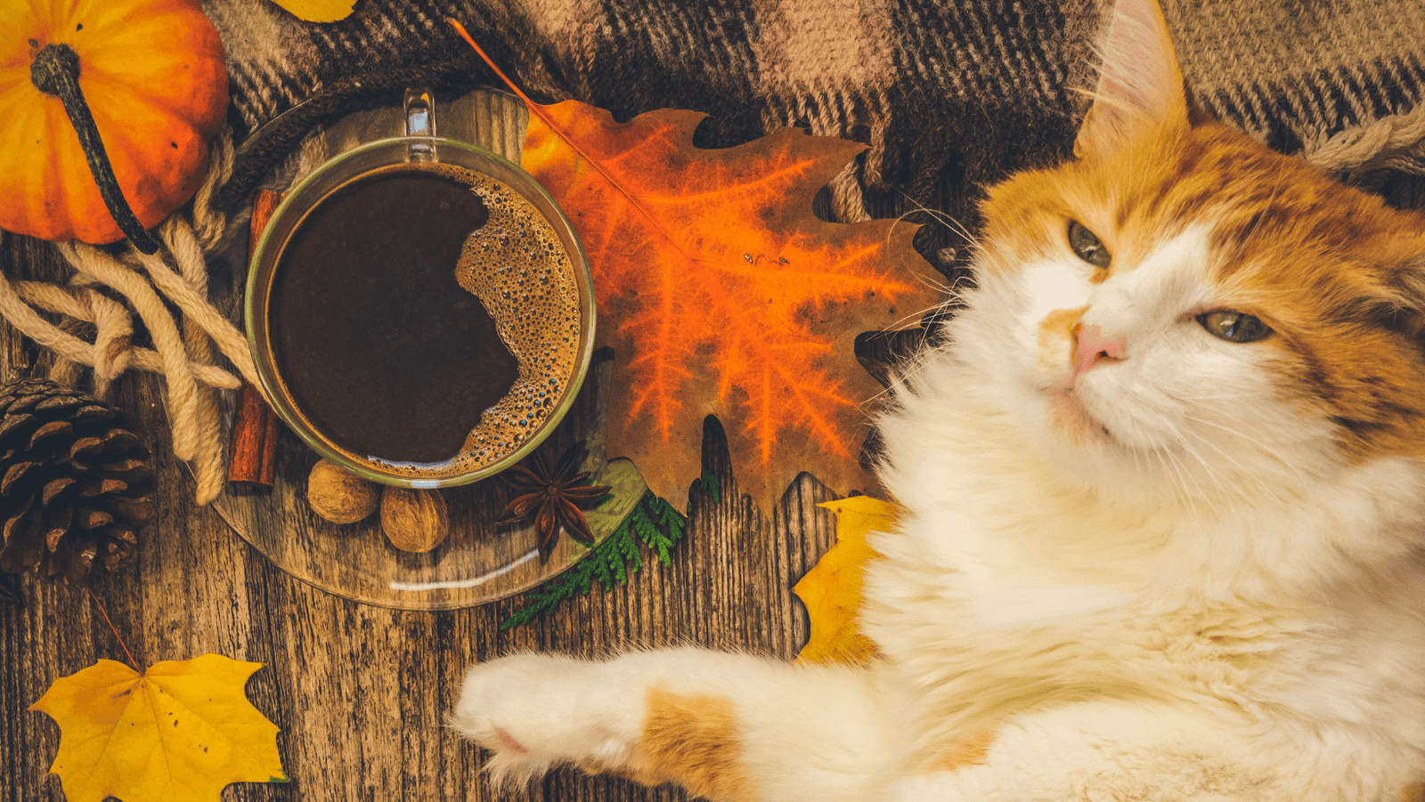 Thanksgiving - There is a lot going on.