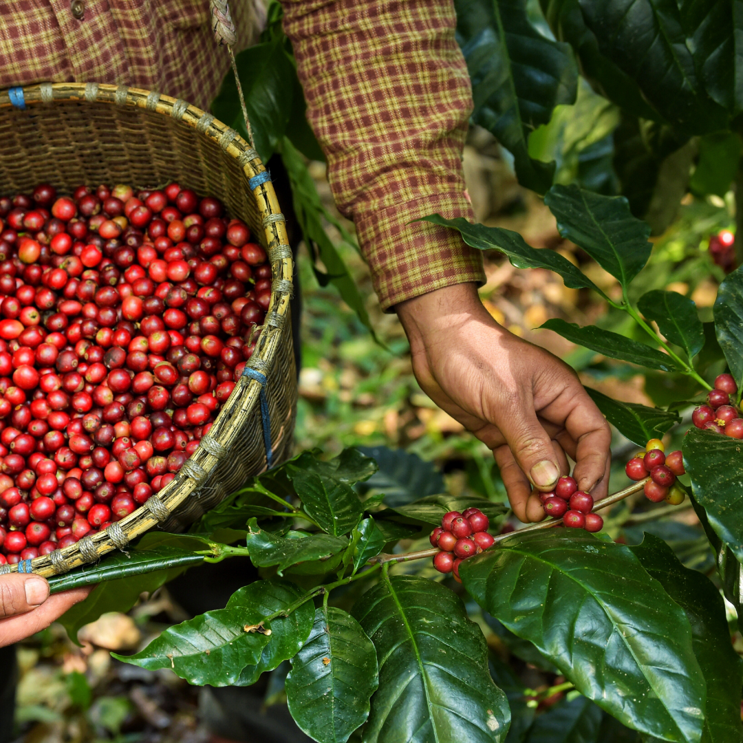 Myth: All Coffee Beans are the same