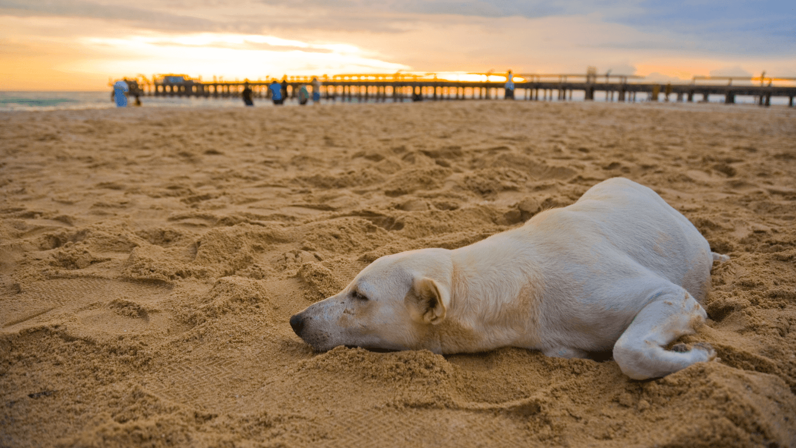 Cool Tips for a Hot Summer!